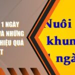Lô Khung 1 Ngày Khái Niệm Và Những Cách Nuôi Hiệu Quả Nhất